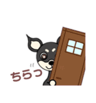 わんこで〜す！(ミニピン)（個別スタンプ：31）