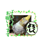 福ちゃんいっぱい（個別スタンプ：1）