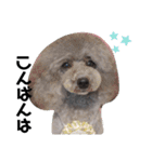 トイプー☆Luke☆Ⅲ（個別スタンプ：3）
