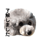 トイプー☆Luke☆Ⅲ（個別スタンプ：8）