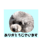 トイプー☆Luke☆Ⅲ（個別スタンプ：19）