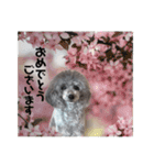 トイプー☆Luke☆Ⅲ（個別スタンプ：21）