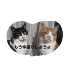 ねこねこねこねこねこねこねこがいっぱい（個別スタンプ：11）