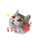 猫のアズキちゃん（個別スタンプ：9）