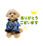 マルプーのパルムくん。（個別スタンプ：6）