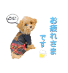 マルプーのパルムくん。（個別スタンプ：8）