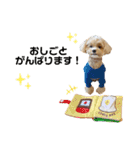 マルプーのパルムくん。（個別スタンプ：9）