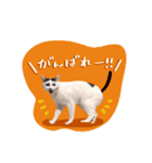 猫のミルクちゃん（個別スタンプ：22）