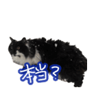 あらしにゃん！2（個別スタンプ：3）