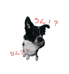 ボーダーコリー宇多喜白（個別スタンプ：2）