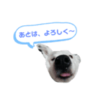 ボーダーコリー宇多喜白（個別スタンプ：6）