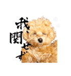 ぽっけだよ✰（個別スタンプ：11）