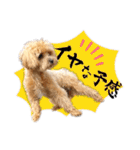 ぽっけだよ✰（個別スタンプ：14）