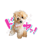 ぽっけだよ✰（個別スタンプ：32）