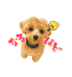 ぽっけだよ✰（個別スタンプ：34）