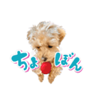 ぽっけだよ✰（個別スタンプ：35）