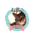 猫のゴマちゃん、パート1（個別スタンプ：1）