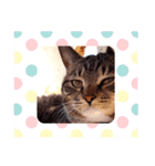 猫のゴマちゃん、パート1（個別スタンプ：3）