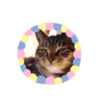 猫のゴマちゃん、パート1（個別スタンプ：6）