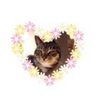 猫のゴマちゃん、パート1（個別スタンプ：7）