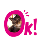 猫のゴマちゃん、パート1（個別スタンプ：8）