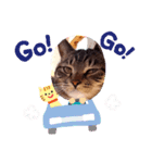 猫のゴマちゃん、パート1（個別スタンプ：11）