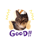 猫のゴマちゃん、パート1（個別スタンプ：13）