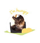 猫のゴマちゃん、パート1（個別スタンプ：17）