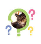 猫のゴマちゃん、パート1（個別スタンプ：21）