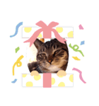 猫のゴマちゃん、パート1（個別スタンプ：24）