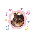 猫のゴマちゃん、パート1（個別スタンプ：27）