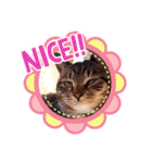 猫のゴマちゃん、パート1（個別スタンプ：29）