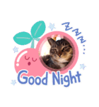 猫のゴマちゃん、パート1（個別スタンプ：30）
