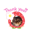 猫のゴマちゃん、パート1（個別スタンプ：31）