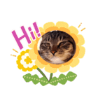 猫のゴマちゃん、パート1（個別スタンプ：35）