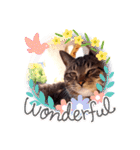 猫のゴマちゃん、パート1（個別スタンプ：37）