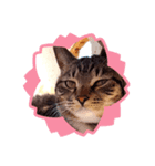 猫のゴマちゃん、パート1（個別スタンプ：38）