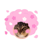 猫のゴマちゃん、パート1（個別スタンプ：40）