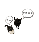 同意や励まし猫（個別スタンプ：1）