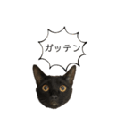 同意や励まし猫（個別スタンプ：2）
