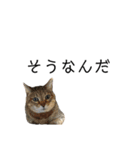 同意や励まし猫（個別スタンプ：3）