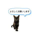 同意や励まし猫（個別スタンプ：4）
