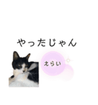 同意や励まし猫（個別スタンプ：5）