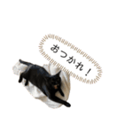 同意や励まし猫（個別スタンプ：6）