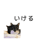 同意や励まし猫（個別スタンプ：7）