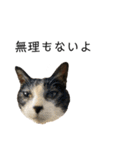 同意や励まし猫（個別スタンプ：8）