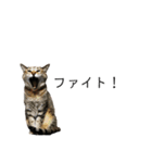 同意や励まし猫（個別スタンプ：9）