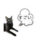 同意や励まし猫（個別スタンプ：10）