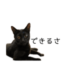 同意や励まし猫（個別スタンプ：12）