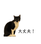 同意や励まし猫（個別スタンプ：13）